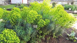 a group of plants with yellow flowers in a garden at La Chantrerie in Cahors +3 photos