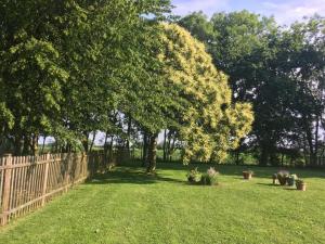 a yard with trees and a wooden fence at Lemondrop Cottage in Southburgh +1 photo