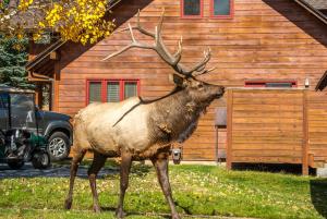 a deer standing in the grass in front of a house at Rams Horn Village Resort in Estes Park