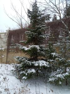 a tree covered in snow next to a fence at Hotel U Domika Petra in Nizhny Novgorod
