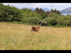 Φωτογραφία από το άλμπουμ του Breakish Bay Pods σε Breakish +7 φωτογραφίες