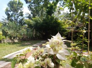 Ein paar weiße Blumen im Garten in der Unterkunft Ging View Villa in Galle