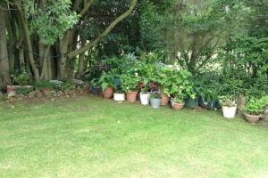 a row of potted plants in a garden at Clarens Socialites Garden Apartment #2 in Bethlehem +4 photos