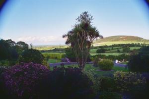 a palm tree in a garden with a hill in the background at Hillside House in Gorey