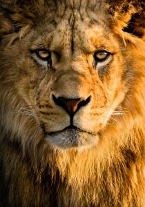 Un acercamiento de un león con barba de león en Lions Den - Zoo Accommodation Chester en Chester