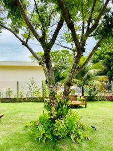 a tree and a bench in a yard at CHALES VILLAGE COR-PENINSULA DE MARAU-BAHIA in Barra Grande