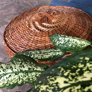 a wicker basket with cucumbers in front of it at Holland Lodge Paramaribo in Paramaribo