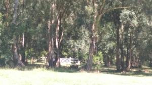 a group of trees in a field with a park at Kau Chaink casa de campo in San Miguel del Monte +66 photos