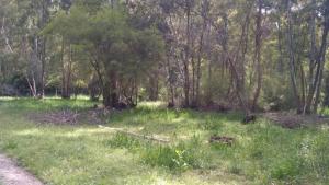 a field of grass with trees and a dirt road at Kau Chaink casa de campo in San Miguel del Monte