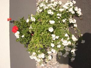 a planter with white and red flowers on a wall at die Gartenwohnung - Tanja Tipotsch in Schwendau