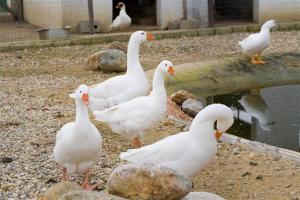 un groupe de canards blancs debout à côté d'un étang dans l'établissement Relais Il Mulino, à Corigliano Calabro