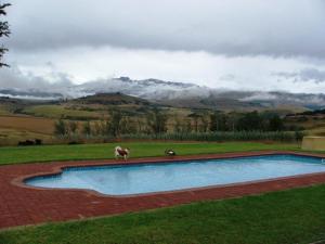 a dog is standing next to a swimming pool at River Crossing in Champagne Valley