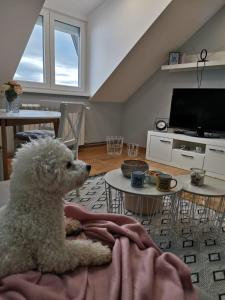 Sjónvarps- og/eða afþreyingartæki á Apartman Jela