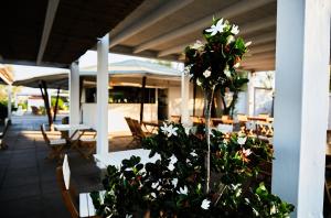 roślina z białymi kwiatami siedzącymi na patio w obiekcie Hotel Enterprise w mieście Montalto di Castro