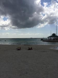 two animals laying on a beach near the water at Terraza del Caribe in Boca Chica