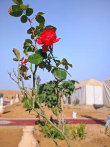a red rose in a vase in the dirt at Sahara Majestic Luxury Camp in Merzouga