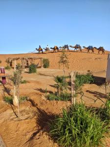 a group of horses running in the desert at Sahara Majestic Luxury Camp in Merzouga