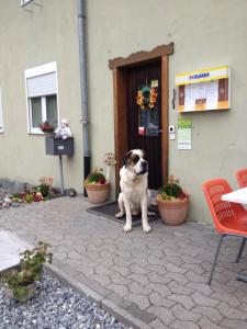 un perro sentado frente a un edificio en La Cantina Restaurant, en Alvaneu