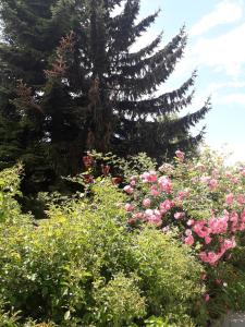 Zahrada ubytování Villa Jordan