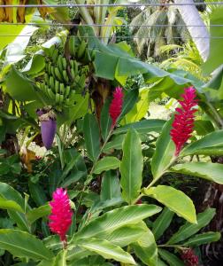 Fotografie z fotogalerie ubytování Boaza Place v destinaci Arorangi