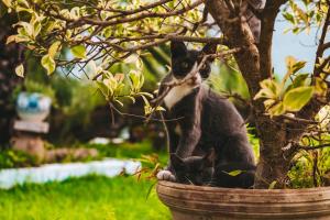 Gallery image of The Orangers Beach Resort and Bungalows All Inclusive in Hammamet