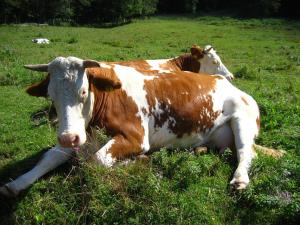 Altri animali domestici presso l'affittacamere o nei dintorni