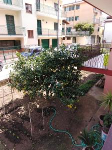 einen Garten mit einem Orangenbaum vor einem Gebäude in der Unterkunft Nilu' e Sagio' in Baronissi