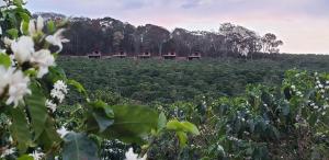 a field of crops with houses in the background at Pousada Café da Mata in Alto Caparao