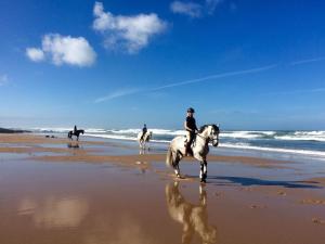 Zvířata v prázdninového domu nebo okolí