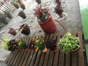 a group of potted plants sitting on a wooden bench at Anderson Hotel in Ipoh