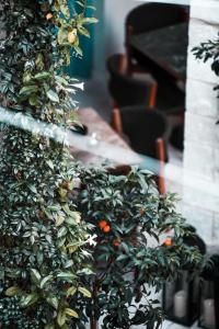 a green plant with oranges on it next to a table at S Paul City Hotel in Limassol