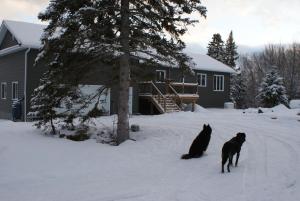 deux chiens assis dans la neige devant une maison dans l'établissement Top of Algonquin Bed and Breakfast, à Mattawa