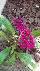 eine Pflanze mit rosa Blüten und grünen Blättern auf dem Boden in der Unterkunft Cantinho Maresias in Maresias