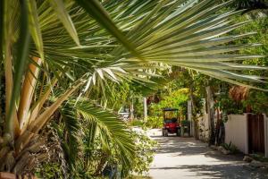 a palm tree in a garden with a sidewalk at Los Depas del Aeropuerto Holbox in Holbox Island +12 photos