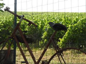 Fotografie z fotogalerie ubytování Au Coeur Des Vignes v destinaci Épernay