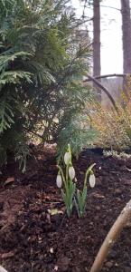 een plant met witte bloemen in een tuin bij Svečių namelis in Druskininkai