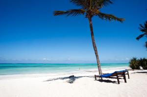 un banco y una palmera en una playa en Karafuu Beach Resort & Spa, en Pingwe
