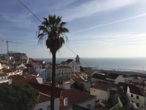 a palm tree in the middle of a city at Draft Hostel & Rooms in Lisbon