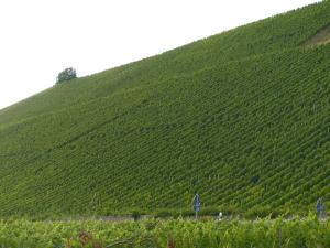 a hill covered in green ivy with a tree on it at Ehemalige Rosengärtnerei in Randersacker