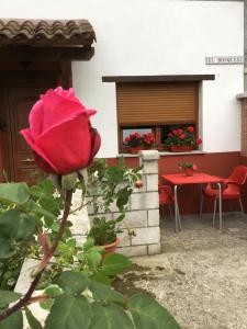 uma rosa vermelha numa planta em frente a um edifício em Apartamentos El Bosquexu em Intriago