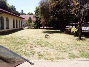 a bird standing in the yard of a house at 54 Martjie laan in Brits