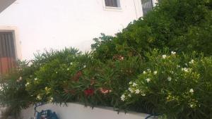 A garden outside GYROULI 1
