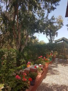 un jardin avec de nombreuses plantes en pot et un arbre dans l'établissement Location Vacances Casablanca Tamaris, à Casablanca