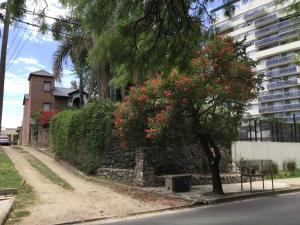 un árbol con flores rojas junto a una pared de piedra en RIO y VERDE en Córdoba