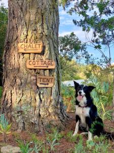 a dog sitting next to a tree with a sign at Eagles' Call Cottages and Tent in Wilderness