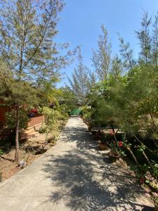 a garden path with potted plants and trees at Trinity Family Inn in Nyaungshwe Township
