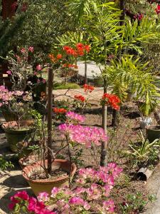 a garden with pink flowers and other plants at Trinity Family Inn in Nyaungshwe Township
