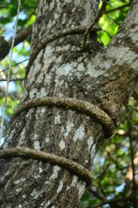 Fotografie z fotogalerie ubytování Vallee 69 Eco Villa-Tissa,Yala v destinaci Tissamaharama