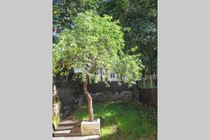 Przystanek Wzgórze في غدينيا: شجرة في ساحة بجوار جدار حجري