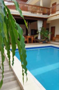 a close up of a plant next to a swimming pool at Amalia Apartments in Paramaribo